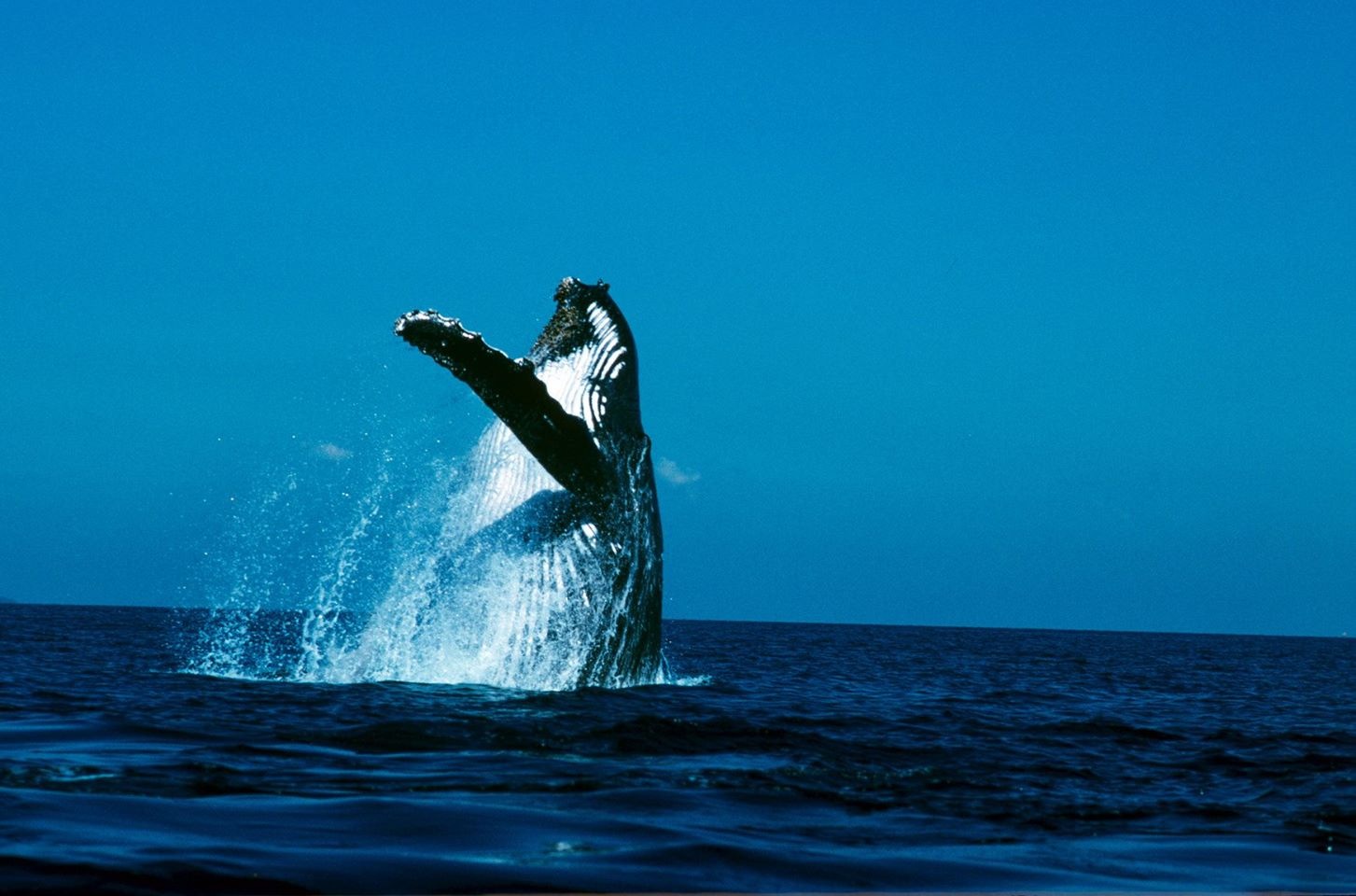 Unit island. Humpback Whales in great Barrier Reef. Whales great Barrier Reef.