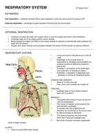 Respiratory system 1st year study notes - Biology - Stuvia